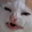 Cat Yikes Discord Emoji
