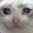 Cat Sad catsad Discord Emoji