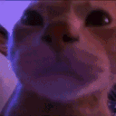 Cat Rave2 catrave2 Discord Emoji