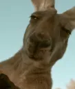 SuMaStare