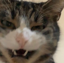se_vamp_cat Discord emoji