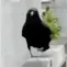 dancingcrow dancingcrow