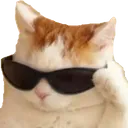 coolcat