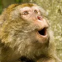MonkeSurprised MonkeSurprised