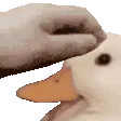 patduck patduck