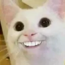 ac_cat_teeth