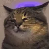 PartyCatSad