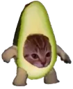 gatoaguacate Discord Emoji