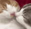 KissCat Discord emoji