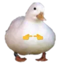 duckShy