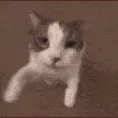 HH_Z_CatKiss