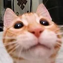 catt