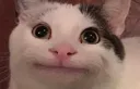 xd
