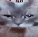 catrunpause7 Discord Emoji