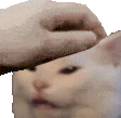 Catpat catpat Discord Emoji