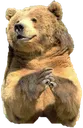 PleasedBear