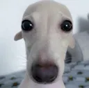 gaylittledog