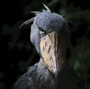 him