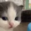 starekitten starekitten