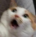 shoooock shoooock