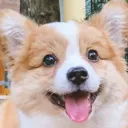 goodboi goodboi