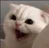 WF_yawn