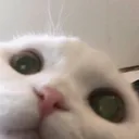 Cattostare cattostare Discord Emoji