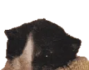 gatto gatto