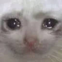 sadcat Discord Emoji