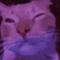 8106vibecat