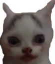 1_MelonBoi