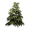 br_hemp