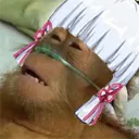 ayakadead
