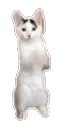 Cat_begging