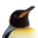 PengStare PengStare