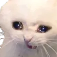 sadCat