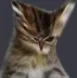 souredcat Discord Emoji