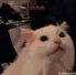 Meowchael