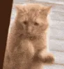 SCgivemeattentionPLEASE