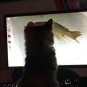 tqkitty Discord Emoji