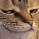 RH_catSmug Discord Emoji