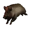 br_boarrun