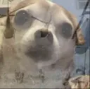 PTSDChihuahua PTSDChihuahua
