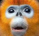 Golden_snub_nosed_monkey