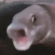 PogFish