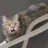 caaat