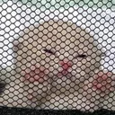 ow_catfreedom Discord Emoji