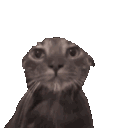 watercatstare Discord Emoji