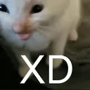 XDCat