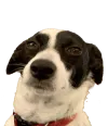dogsmh dogsmh
